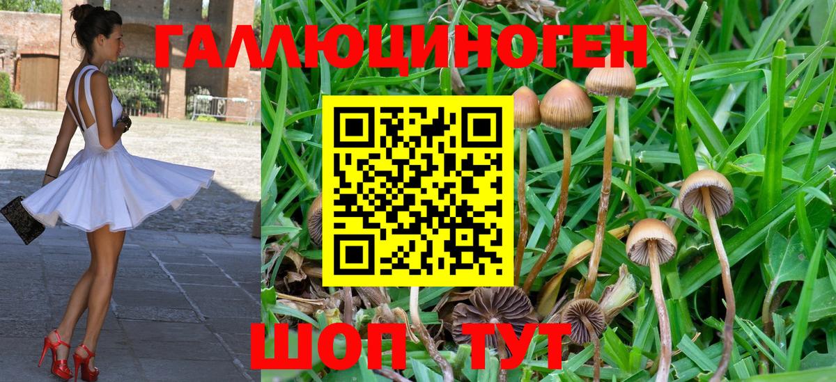 Псилоцибиновые грибы MAGIC MUSHROOMS  Псилоцибиновые грибы GOLDEN TEACHER  Кореновск  Вход с VPN 